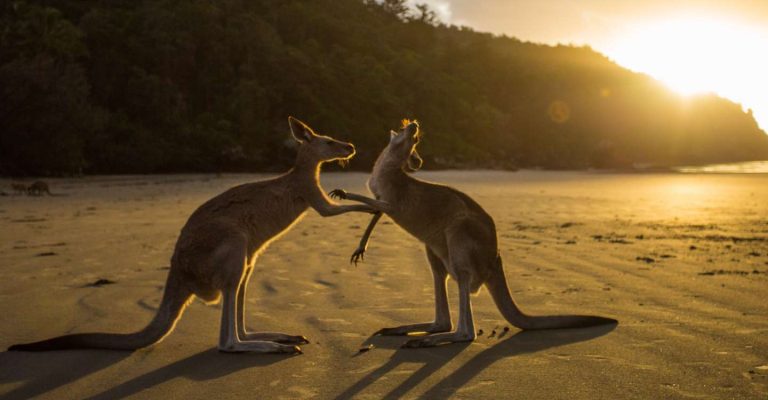 Exploring Cityscapes Through Local Eyes and Hidden Treasures